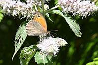 Maniola jurtina Maniola jurtina